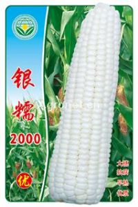 供应银糯2000—糯玉米种子