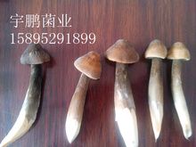 供应黑皮鸡枞菌