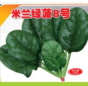 供应米兰绿菠8号-菠菜种子