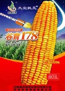 供应谷育178—菜用玉米种子