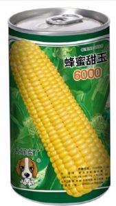 供应蜂蜜6000—玉米种子