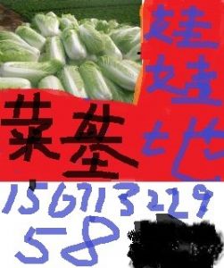 供应大白菜 娃娃菜