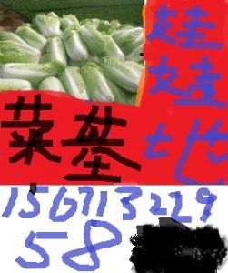 供应娃娃菜 白菜