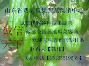 供应；青椒，砀椒，线椒，麻辣椒，等各类青椒大量上市