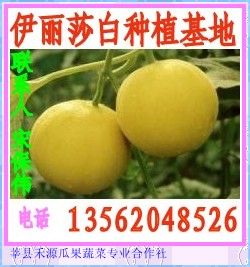 伊丽莎白甜瓜现已大量上市