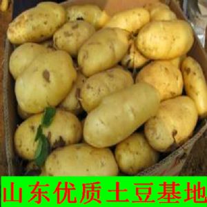 新鲜土豆批发