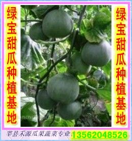 头茬绿宝甜瓜大量上市