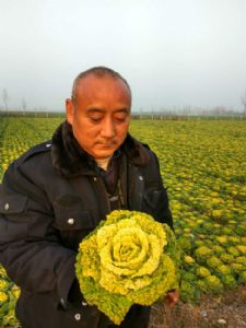 黄心白菜供应