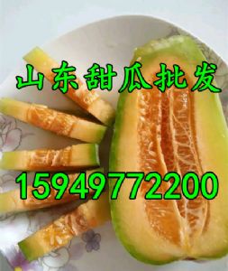 一窝狼甜瓜大量供应