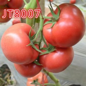 早春，秋延粉果JT8017