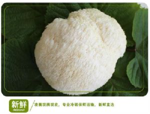 猴头菇之乡猴头菇批发质优价廉