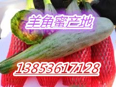 供应羊角蜜甜瓜