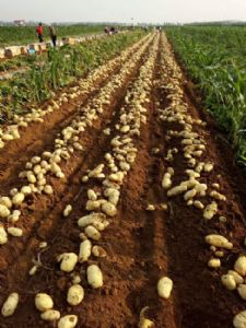 春季大棚新土豆大量上市供应中